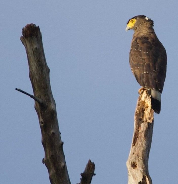 Kinabatangan wildlife